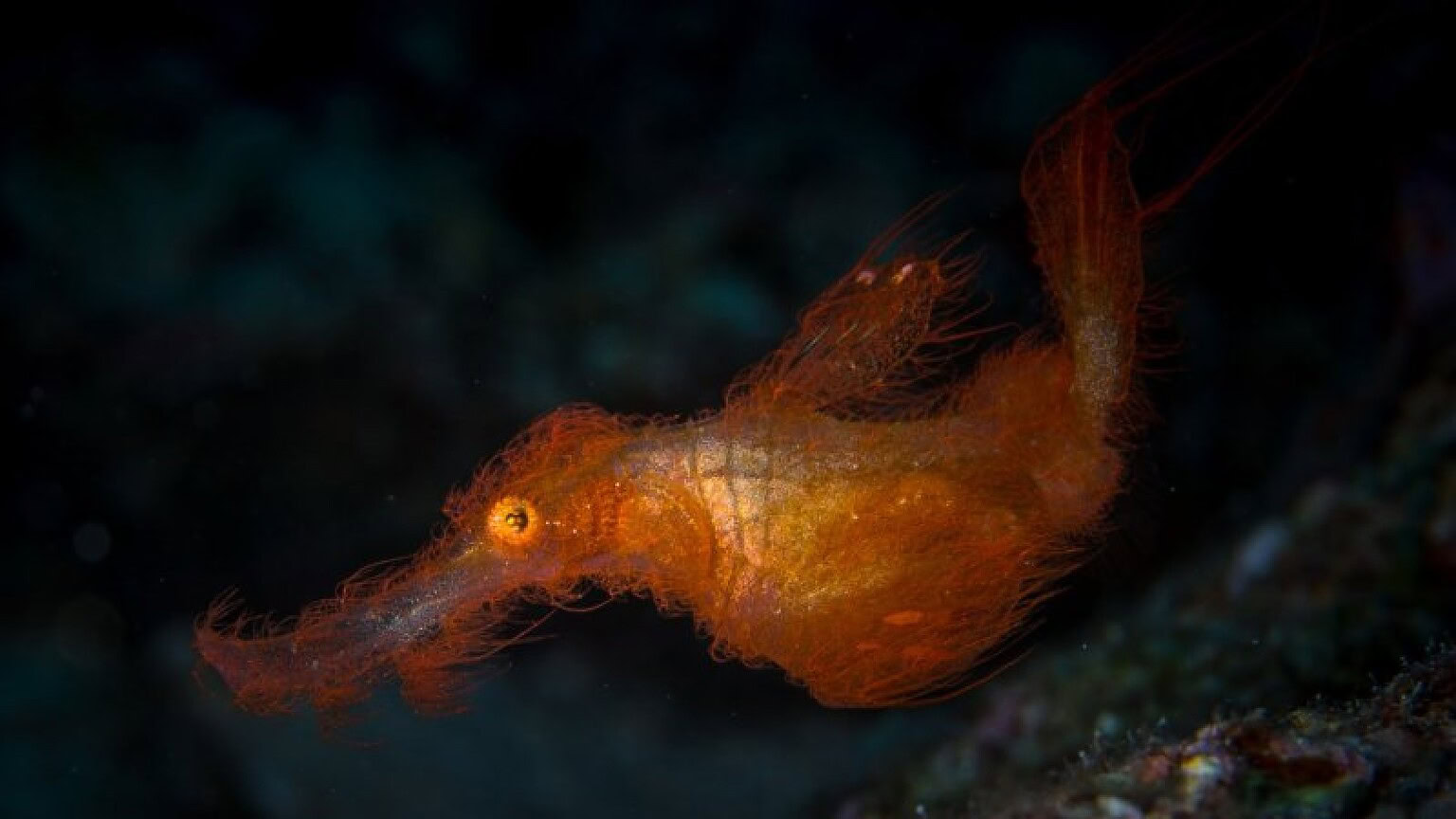 Solenostomus snuffleupagus, il pesce "peloso" di Sesame Street esiste davvero