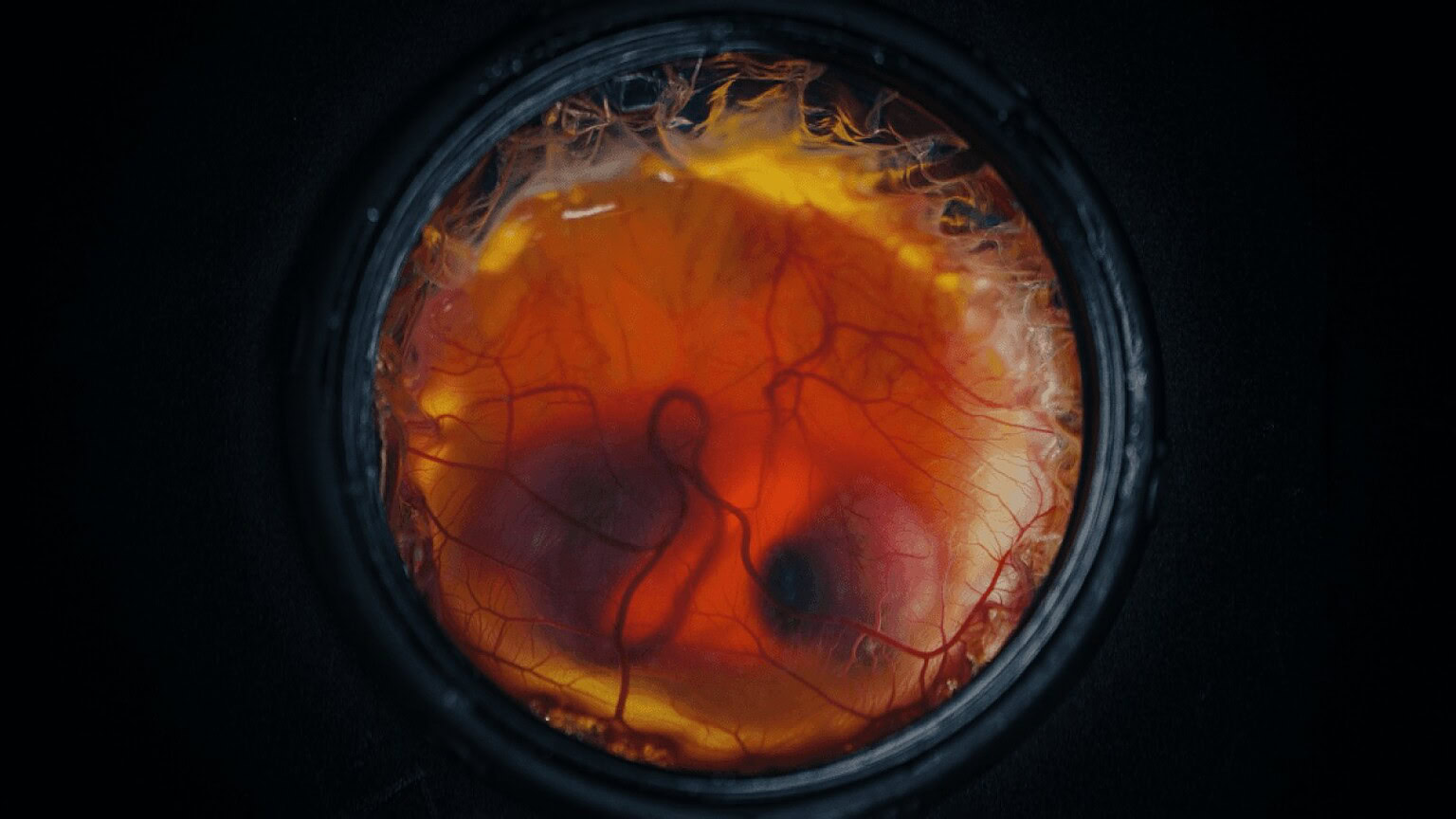 Colossal Biosciences: l'uovo artificiale fa nascere pulcini vivi - uovo artificiale pulcini