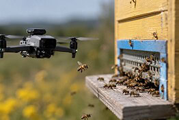 Droni senza GPS, Bee-Nav si ispira alle api per tornare alla base