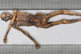 Mummia Ötzi, dopo 5.300 anni trovati microrganismi vivi al suo interno