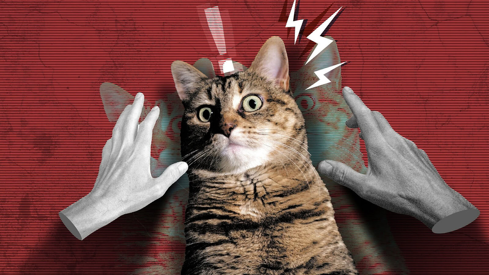gatto sotto stress