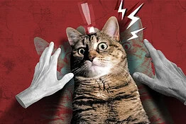 Accarezzare un gatto sotto stress può peggiorare le emozioni: lo studio