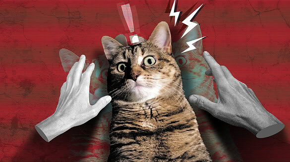 Accarezzare un gatto sotto stress può peggiorare le emozioni: lo studio