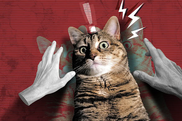 Accarezzare un gatto sotto stress può peggiorare le emozioni: lo studio