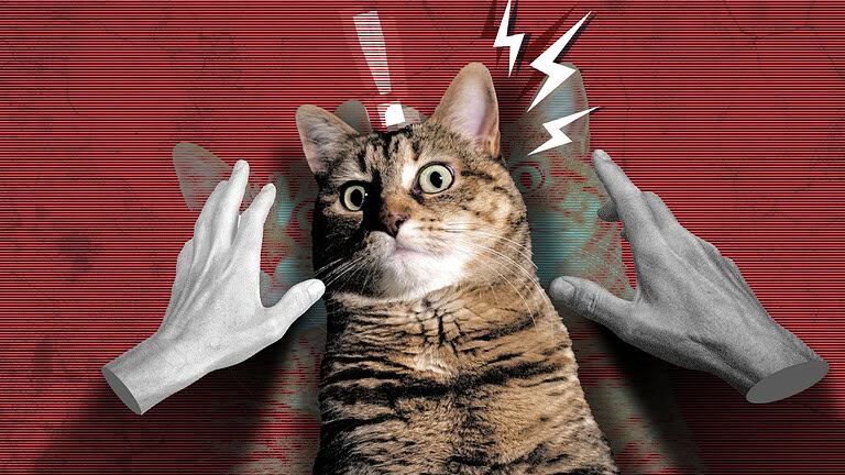 gatto sotto stress
