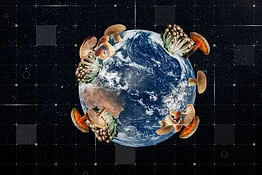 Funghi micorrizici, mappata la rete sotterranea lunga 110 trilioni di km