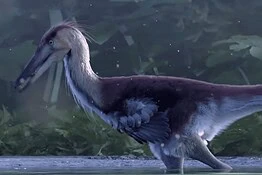 Kank australis, il dinosauro pescatore scoperto in Patagonia