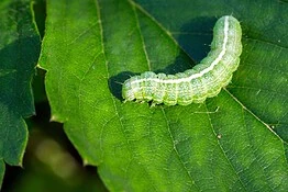 Le piante percepiscono i bruchi che le mangiano e cambiano sapore