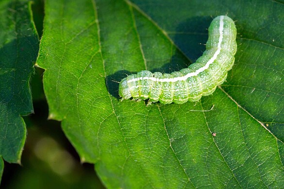 Le piante percepiscono i bruchi che le mangiano e cambiano sapore