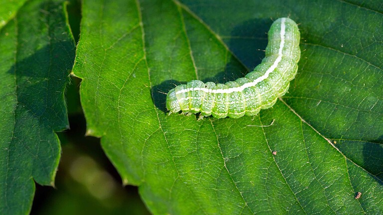 Le piante percepiscono i bruchi che le mangiano e cambiano sapore