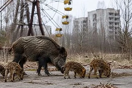 Chernobyl, come la guerra ha sconvolto la fauna selvatica della zona