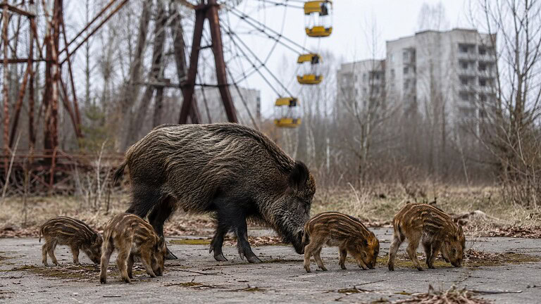 Chernobyl, come la guerra ha sconvolto la fauna selvatica della zona