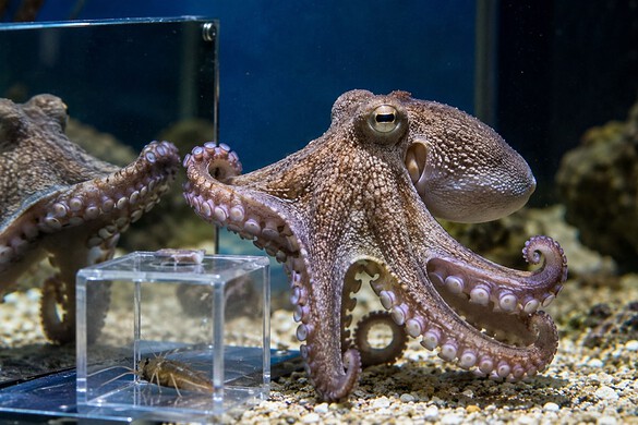 Polpi usano lo specchio: l’incredibile scoperta che li avvicina ai vertebrati
