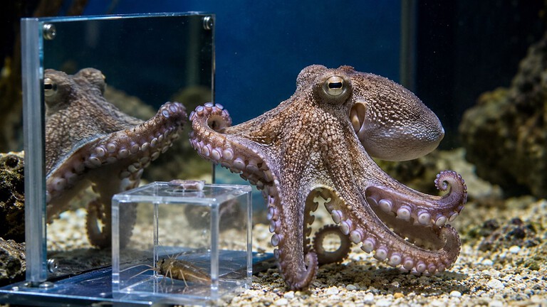 Polpi usano lo specchio: l'incredibile scoperta che li avvicina ai vertebrati