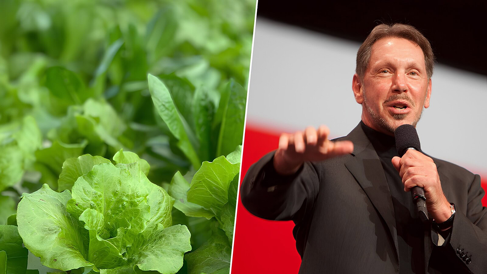 Larry Ellison