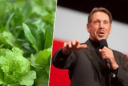 Larry Ellison brucia 500 milioni per coltivare lattughe su un’isola