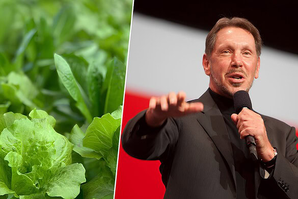 Larry Ellison brucia 500 milioni per coltivare lattughe su un’isola
