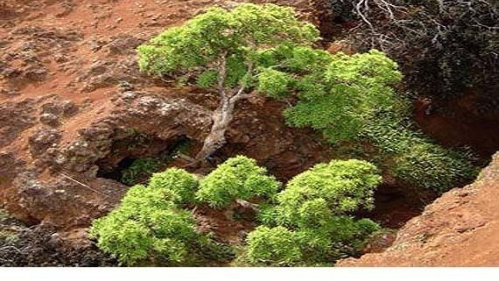Dendroseris neriifolia: resta un solo albero al mondo, lo vogliono salvare