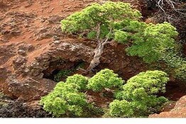 Dendroseris neriifolia: resta un solo albero al mondo, lo vogliono salvare