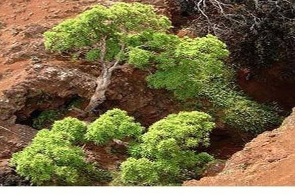 Dendroseris neriifolia: resta un solo albero al mondo, lo vogliono salvare
