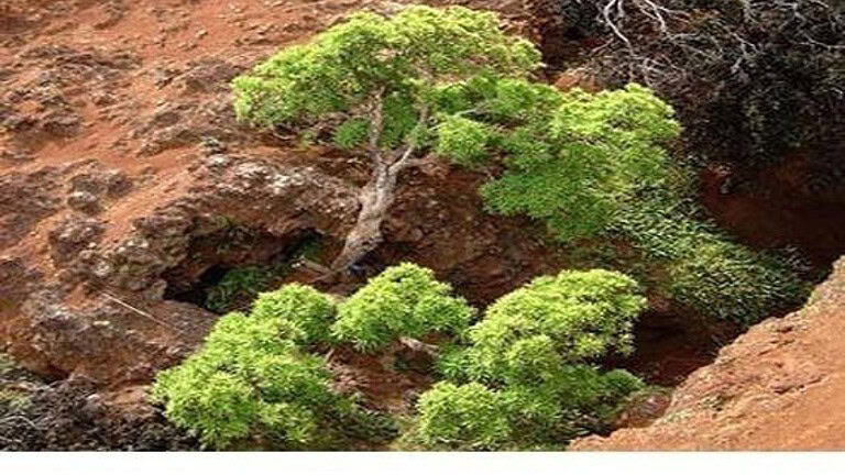 Dendroseris neriifolia: resta un solo albero al mondo, lo vogliono salvare