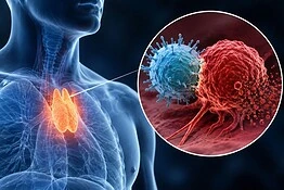 Timo, la ghiandola creduta inutile che protegge dai tumori