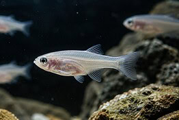 Pesce immortale si clona da 100.000 anni senza maschi
