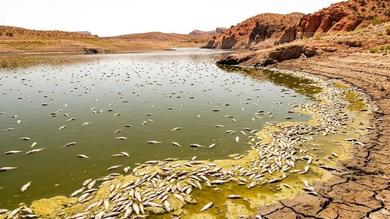 USA, famoso lago chiuso in Arizona: morti quasi tutti i pesci