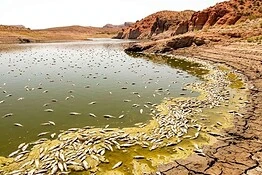 USA, famoso lago chiuso in Arizona: morti quasi tutti i pesci