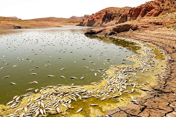 USA, famoso lago chiuso in Arizona: morti quasi tutti i pesci