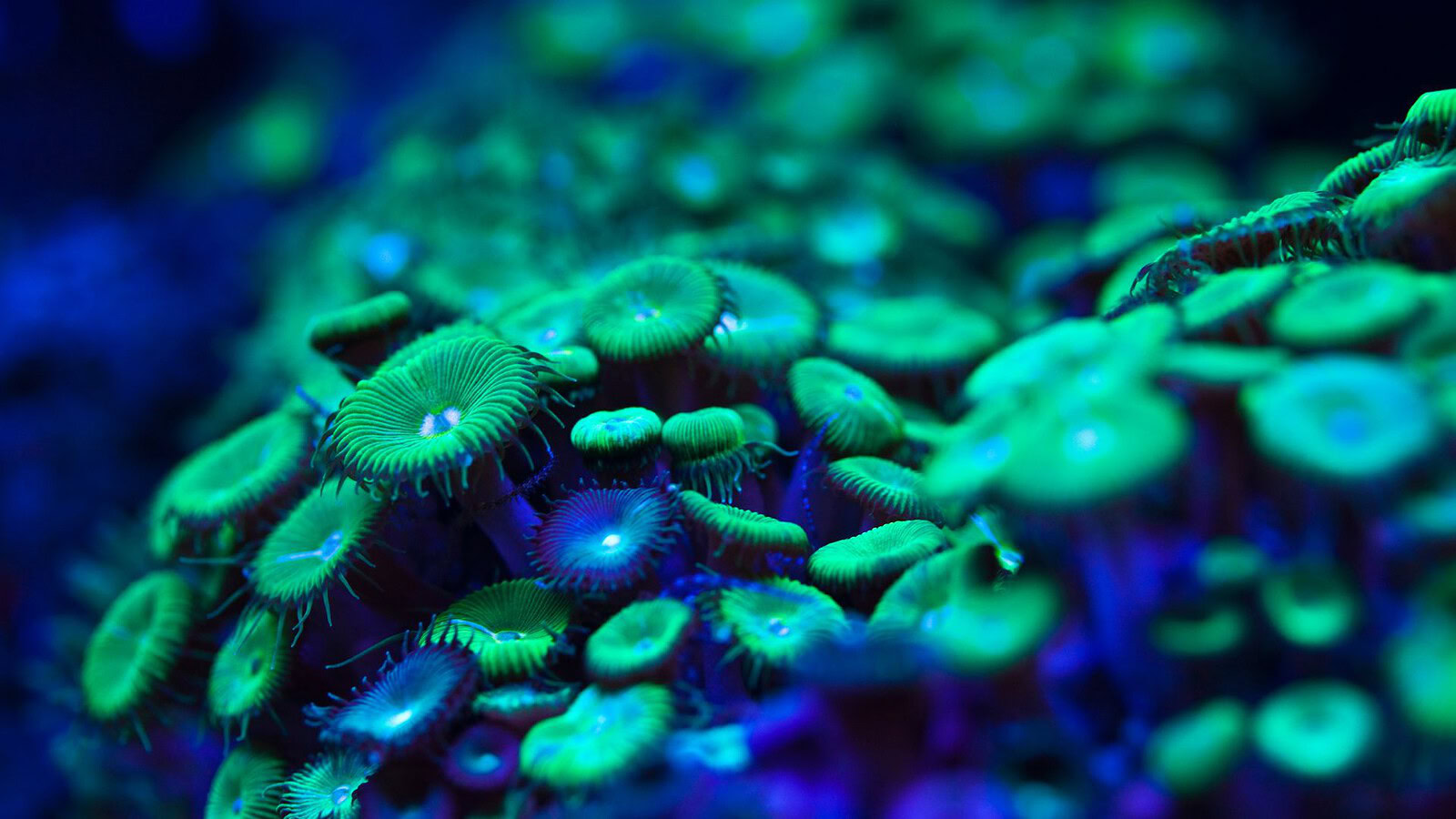 Piante bioluminescenti rilevano i virus cambiando colore