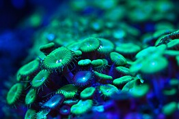 Piante bioluminescenti rilevano i virus cambiando colore: la svolta dell’IBMCP