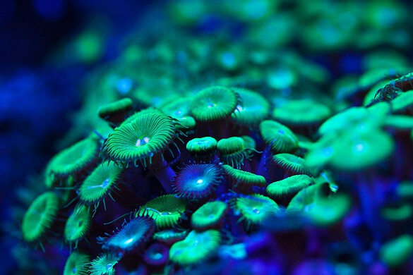 Piante bioluminescenti rilevano i virus cambiando colore: la svolta dell’IBMCP