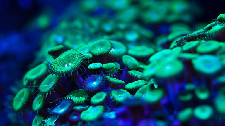 Piante bioluminescenti rilevano i virus cambiando colore