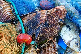 Pesci alieni nel Mediterraneo: allarme ferite e veleno sulle coste italiane