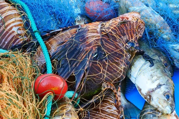 Pesci alieni nel Mediterraneo: allarme ferite e veleno sulle coste italiane