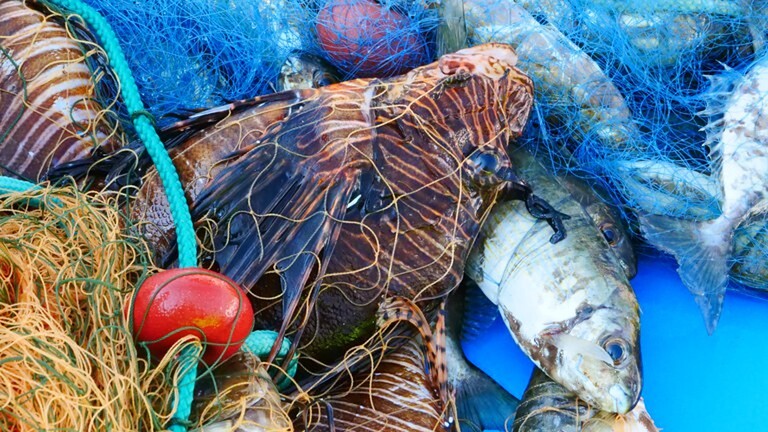 Pesci alieni nel Mediterraneo: allarme ferite e veleno sulle coste italiane