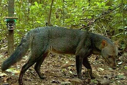 Cani fantasma dell’Amazzonia fotografati dopo 25 anni di attesa