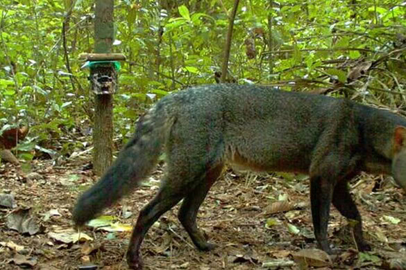 Cani fantasma dell’Amazzonia fotografati dopo 25 anni di attesa