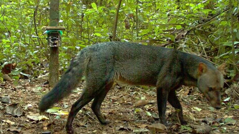 Cani fantasma dell'Amazzonia fotografati dopo 25 anni di attesa