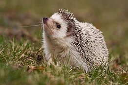 Microplastiche nei ricci europei: colpa del cibo per animali domestici