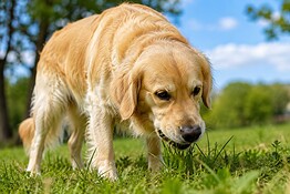 Cane che mangia l’erba: perché lo fa davvero, lo dice la scienza