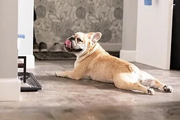 Cani sdraiati a terra quando fa caldo: come si chiama la posa e perché lo fanno