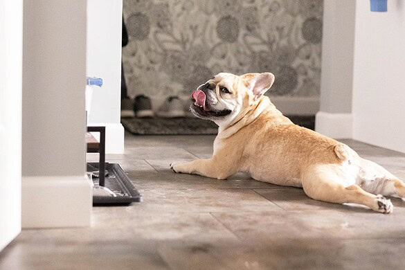 Cani sdraiati a terra quando fa caldo: come si chiama la posa e perché lo fanno