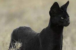 Serval nero avvistato in Africa: la rara “pantera” in miniatura