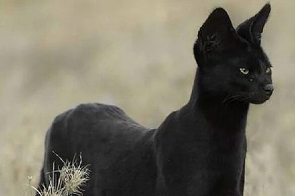 Serval nero avvistato in Africa: la rara “pantera” in miniatura