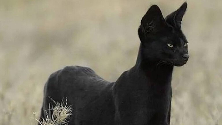 Serval nero avvistato in Africa: la rara "pantera" in miniatura