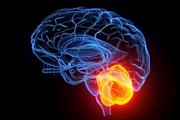 Cervelletto, l’organo che protegge la mente che invecchia