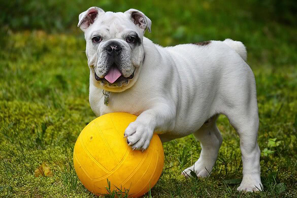 Galaxy con AI capiscono se il tuo cane sta bene da una foto