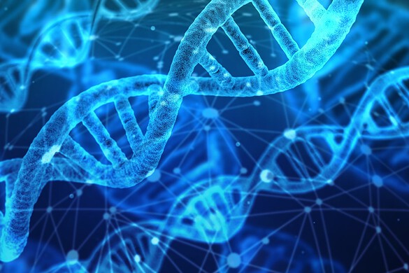 Neuroni, il cervello si costruisce spezzando il DNA: la scoperta